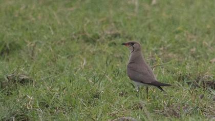 Bataklıkkırlangıcı