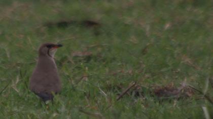 Bataklıkkırlangıcı