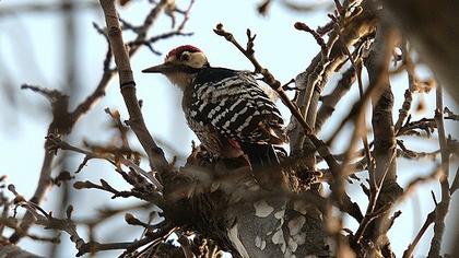 Aksırtlı ağaçkakan