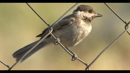 Akyanaklı baştankara