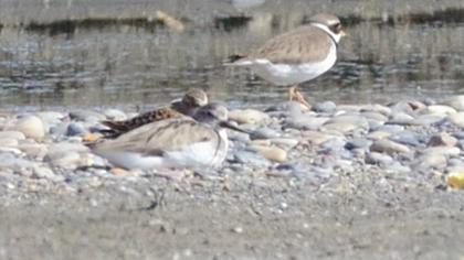 Terek düdükçünü