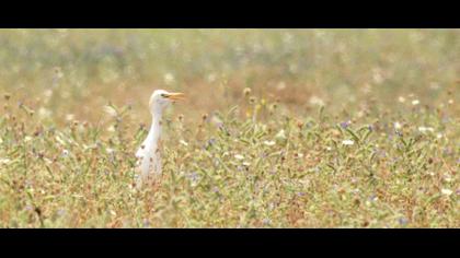 Sığır balıkçılı
