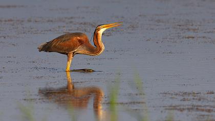Erguvani balıkçıl