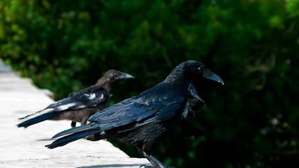 Avrupa leş kargası