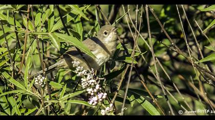 Akgerdanlı ötleğen