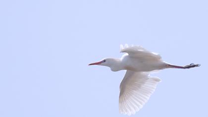 Sığır balıkçılı