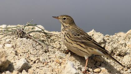 Kızılgerdanlı incirkuşu