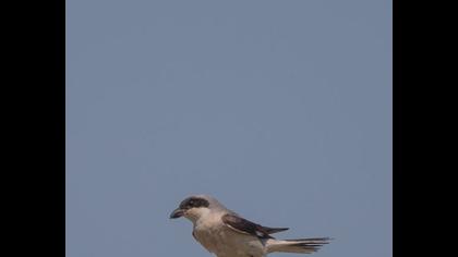 Karaalınlı örümcekkuşu