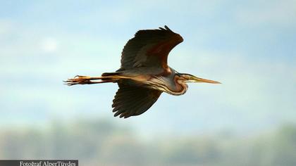 Erguvani balıkçıl