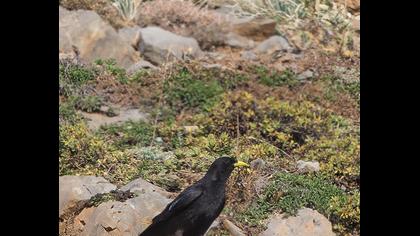 Sarıgagalı dağ kargası