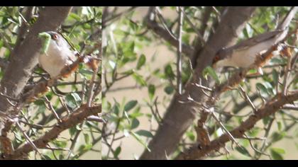 Pembegöğüslü ötleğen