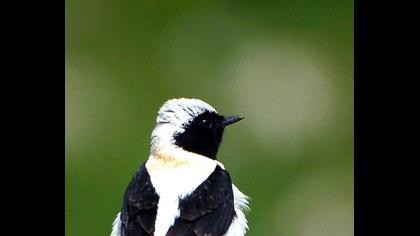 Karakulaklı kuyrukkakan