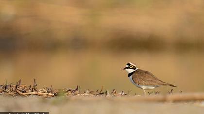 Halkalı küçük cılıbıt