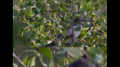 Barred Warbler