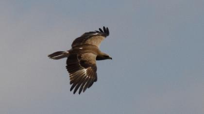 Küçük orman kartalı