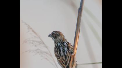 Bataklık Kirazkuşu