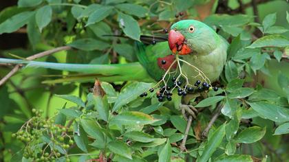 İskender papağanı