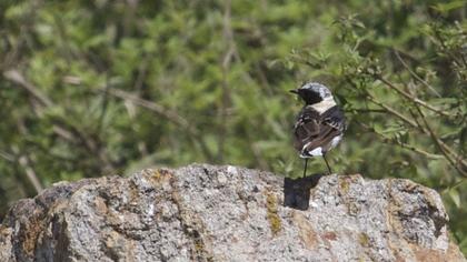 Karakulaklı kuyrukkakan