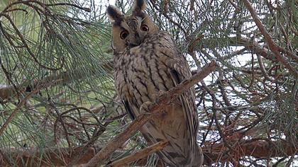 Kulaklı orman baykuşu