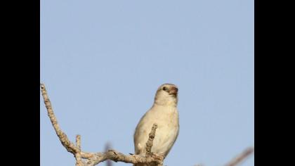 Sarıboğazlı serçe