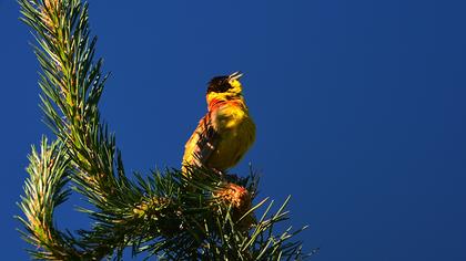 Karabaşlı kirazkuşu