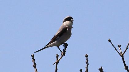 Karaalınlı örümcekkuşu