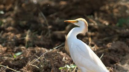 Sığır balıkçılı