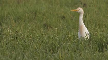Sığır balıkçılı