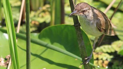 Büyük kamışçın