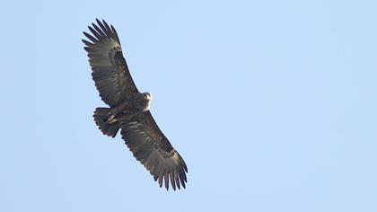 Büyük orman kartalı