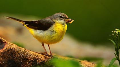 Dağ kuyruksallayanı