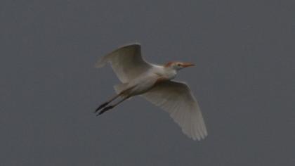 Sığır balıkçılı