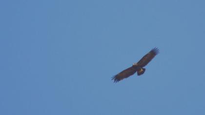 Büyük orman kartalı