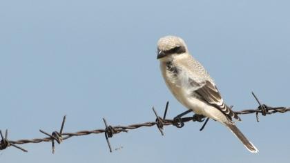 Karaalınlı örümcekkuşu