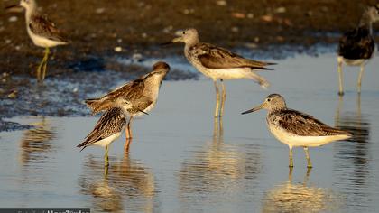 Bataklık düdükçünü