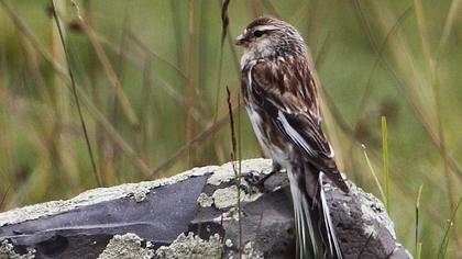 Sarıgagalı ketenkuşu