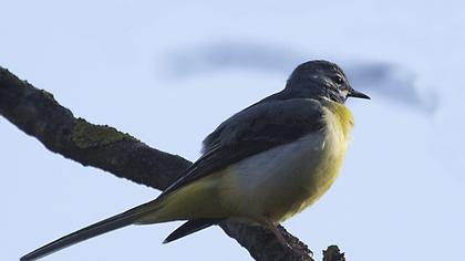 Dağ kuyruksallayanı
