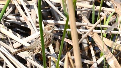 Bataklık Kirazkuşu
