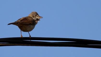 Akgerdanlı ötleğen
