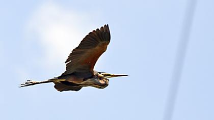 Erguvani balıkçıl