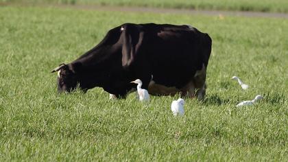 Sığır balıkçılı