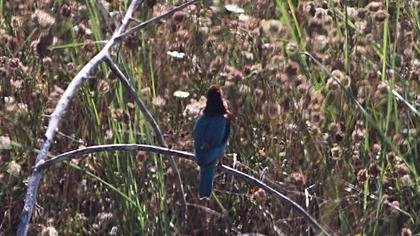 İzmir yalıçapkını