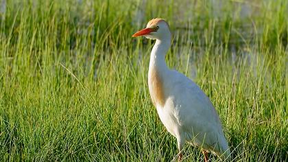 Sığır balıkçılı