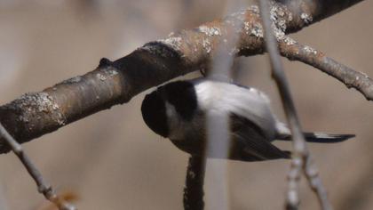 Akyanaklı baştankara