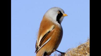 Bıyıklı baştankara