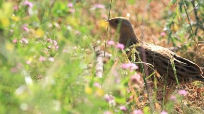 Bıldırcınkılavuzu