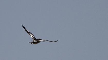 Alaca yalıçapkını