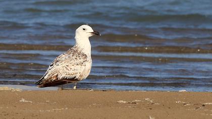Van gölü martısı