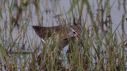 Orman düdükçünü