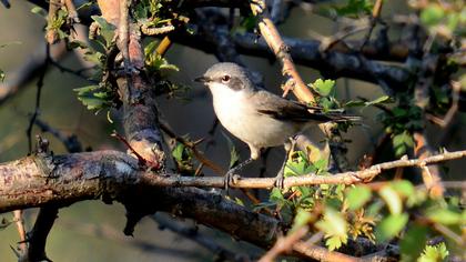 Küçük akgerdanlı ötleğen